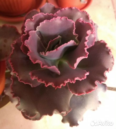 Эхеверии с наростами и капусты Часть 2