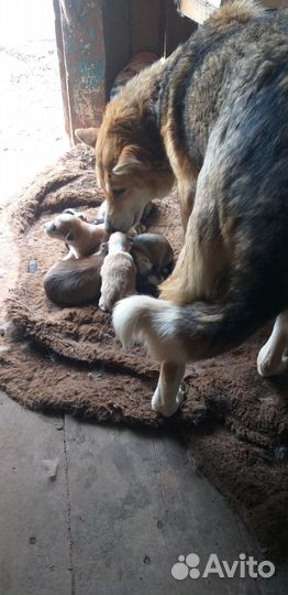 Щенки Лайки в добрые руки