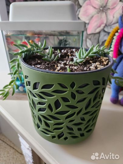 Флорариум суккуленты