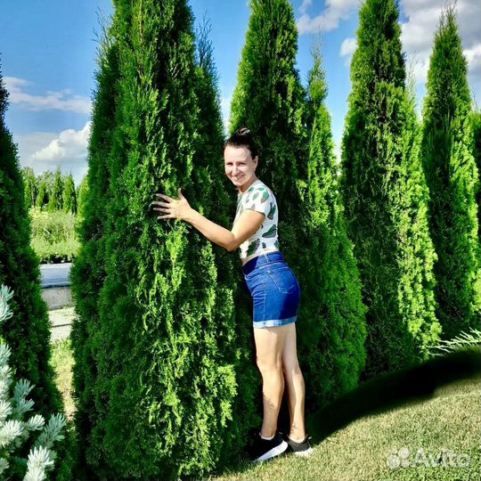 Туя Смарагд vip 2.5 метра просто шикарнейшие 85 шт