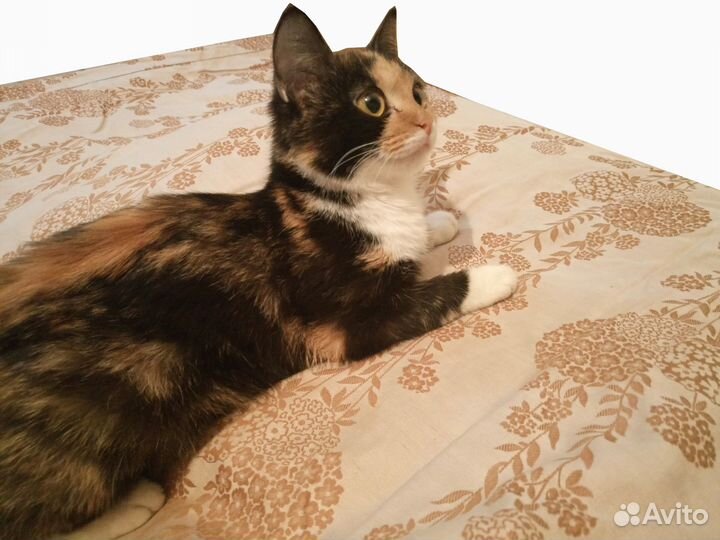 Отдам котенка