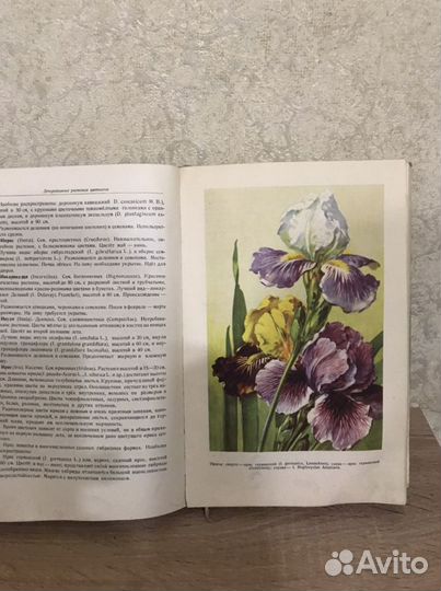 Цветоводство огиз 1949 г. Киселев