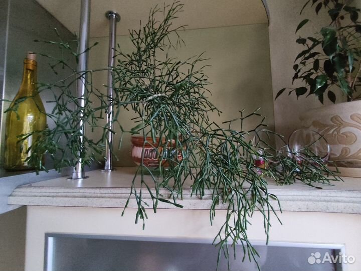 Рипсалис комнатный цветок