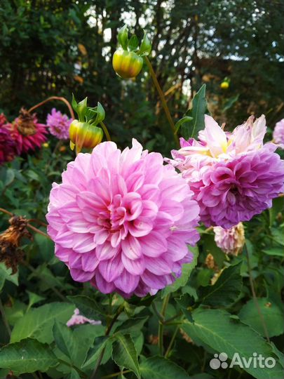 Георгины клубни