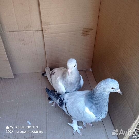 Голуби такла