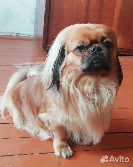 Щенки пекинеса