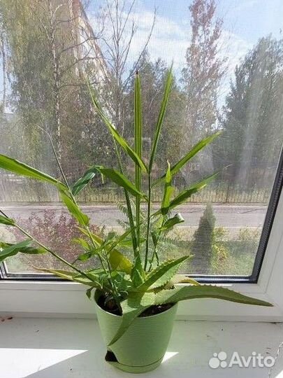 Имбирь и алоэ