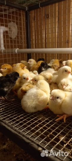 Цыпленок домашний