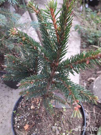 Елочка голубая