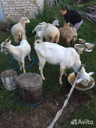 19.09.2023 заанеские козлики