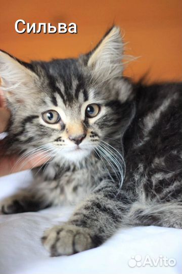 Воспитанные котята