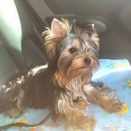 Йоркширский терьер