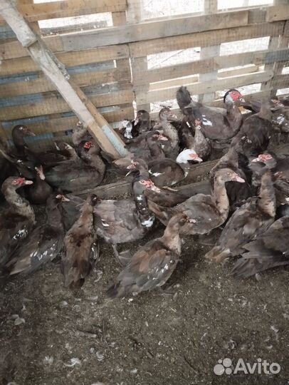 Продажа уток