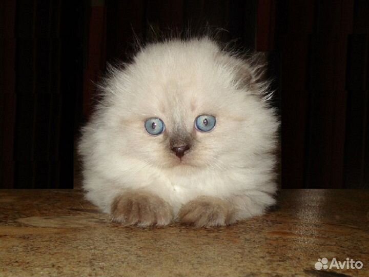 Кошки шотландцы