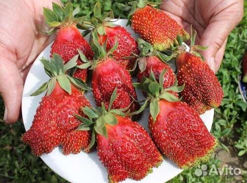 Рассада клубники 