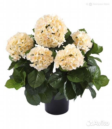 Гортензия куст большой крем-ваниль 55 см в горшке