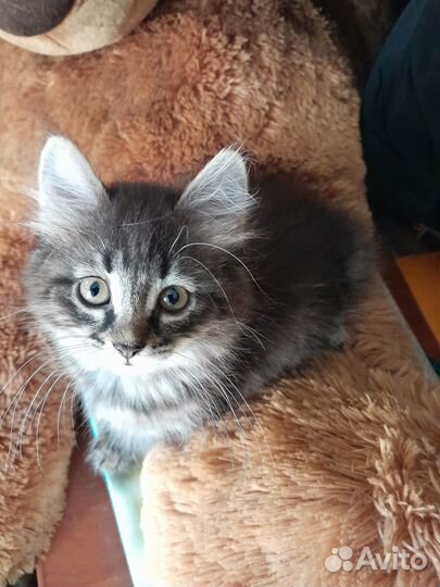 Отдам в добрые руки котенка