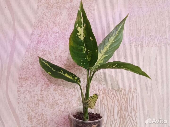 Монстера и др., добавляем