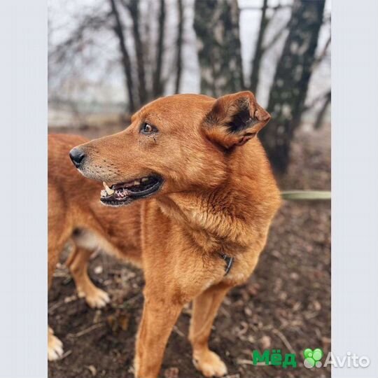 Собака в добрые руки бесплатно из приюта