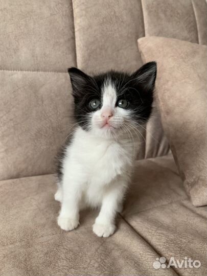 Котенок бесплатно