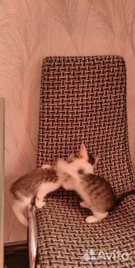 Котятки в добрые руки