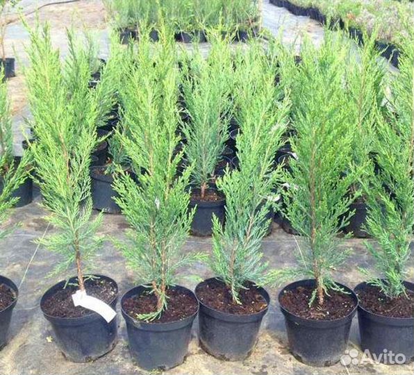 Скальный Блю Эрроу