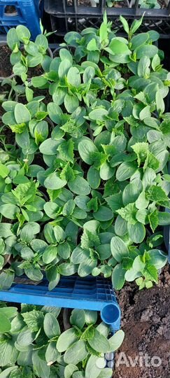 Рассада помидор, перец, огурцы, капуста