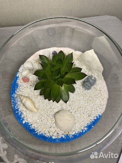Флорариум суккуленты decor