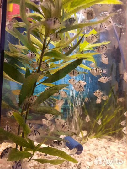 Рыбки-Тигровый попугай