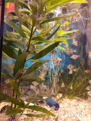 Рыбки-Тигровый попугай