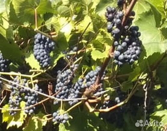 Саженцы винограда Vitis 'Boskoops Glory'