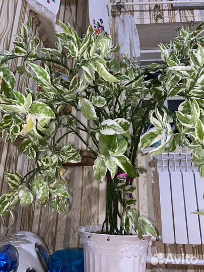 Педилантус