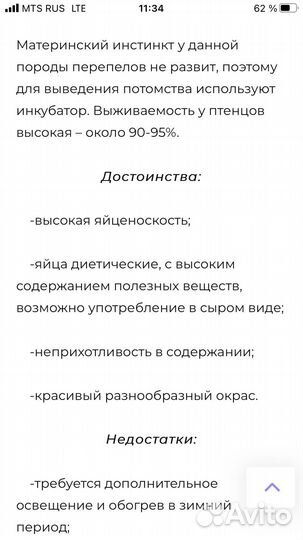 Перепела суточные,Цыплята селадоны И Я разное