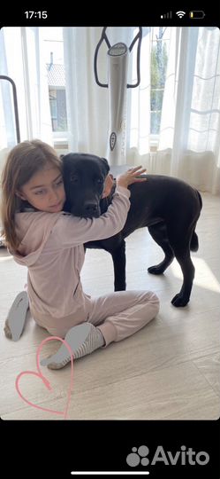 Выгулять собаку