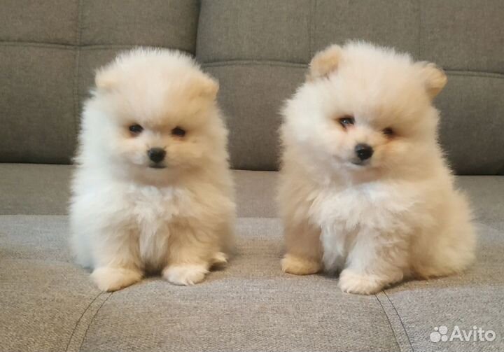 Собаки щенки шпиц