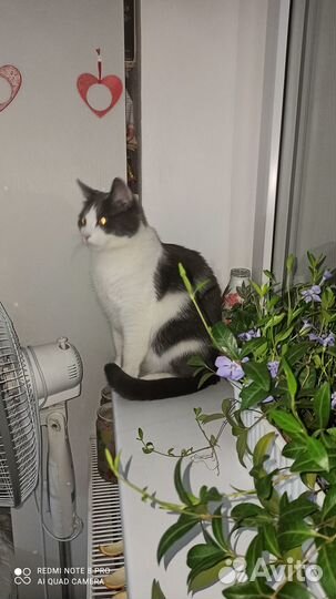 Кот в добрые руки