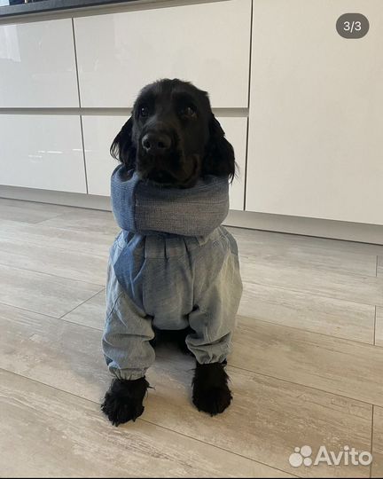 Комбинезон для собаки, снуд для собаки