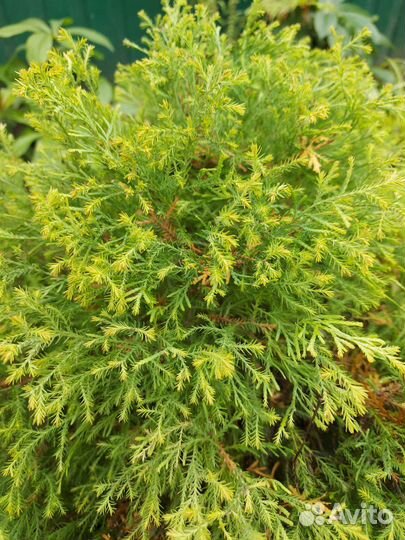 Хвойники, Медуница, Лилейник