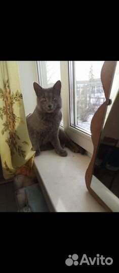 Кот Сёма 1 год