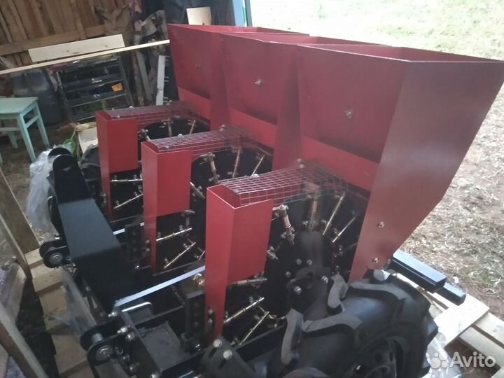 Чеснок. Семена