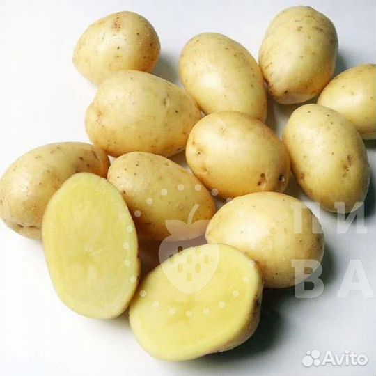 Семенной картофель