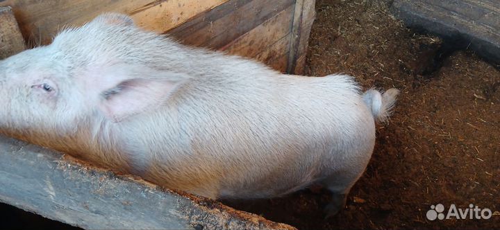 Хряк на племя