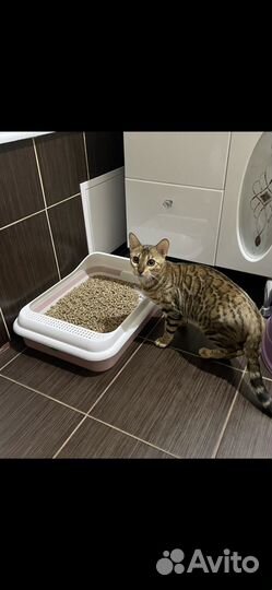 Бенгальская кошка