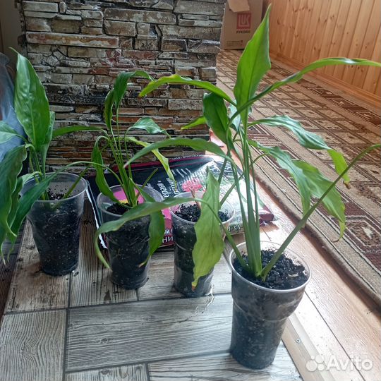 Спатифиллум