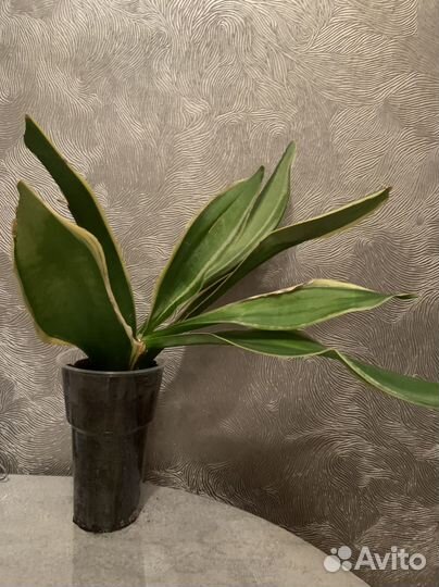 Сансевиерия