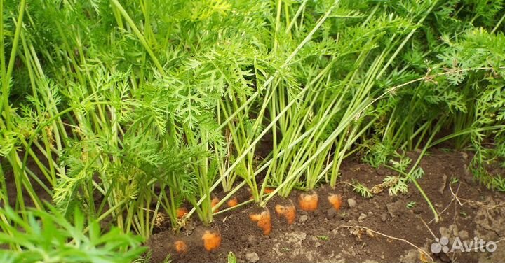 Семена Моркови 