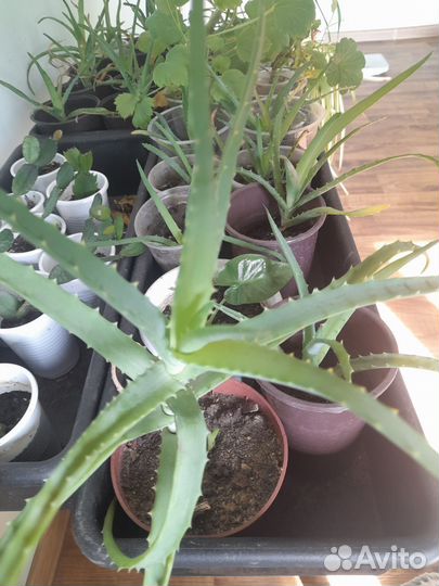 Рассада комнатных растений