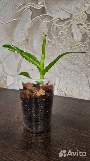 Дендробиум