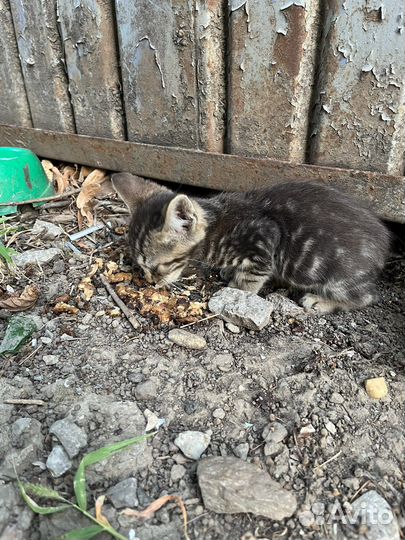 Котята ищут дом