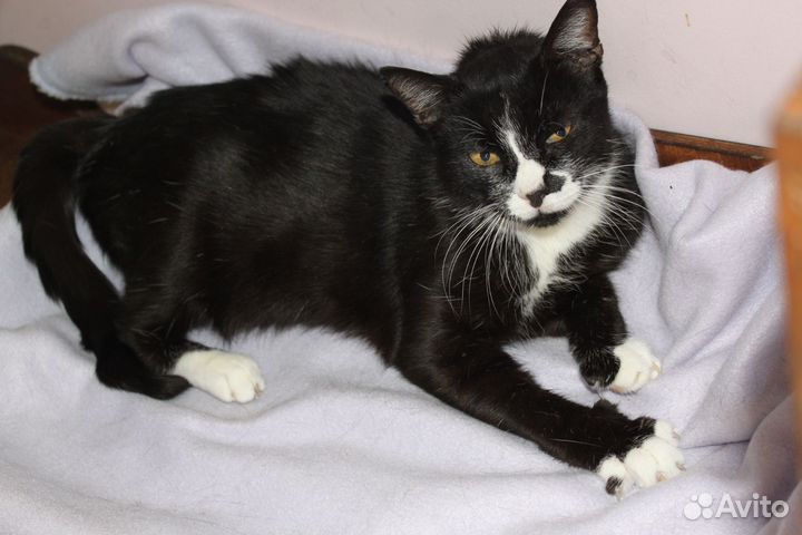 Кошка, стерилизованная